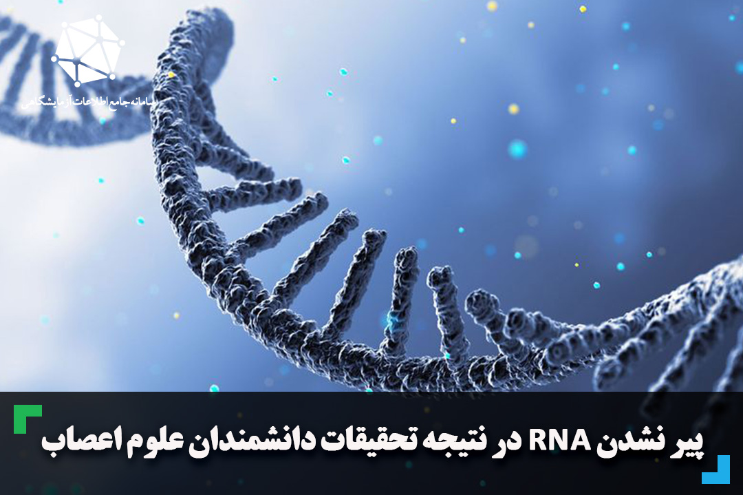 پیر نشدن RNA در نتیجه تحقیقات دانشمندان علوم اعصاب