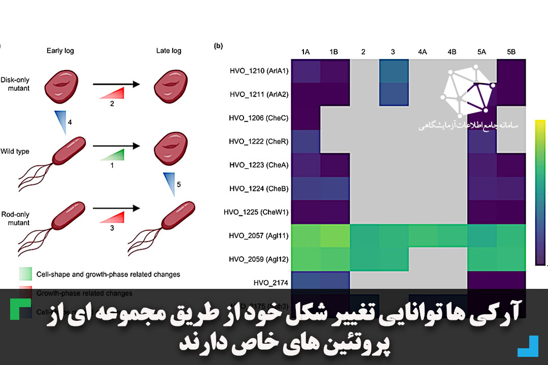 آرکی ها توانایی تغییر شکل خود از طریق مجموعه ای از پروتئین های خاص دارند