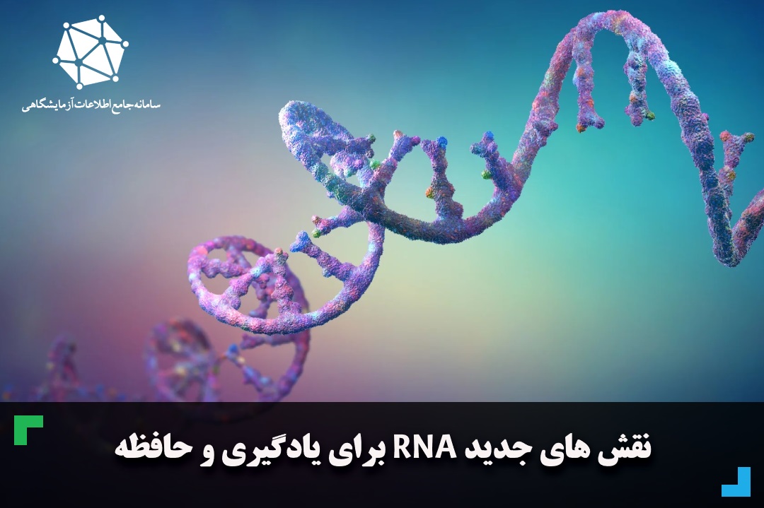 نقش های جدید RNA برای یادگیری و حافظه