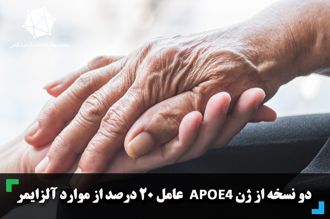 دو نسخه از ژن APOE4  عامل 20 درصد از موارد آلزایمر