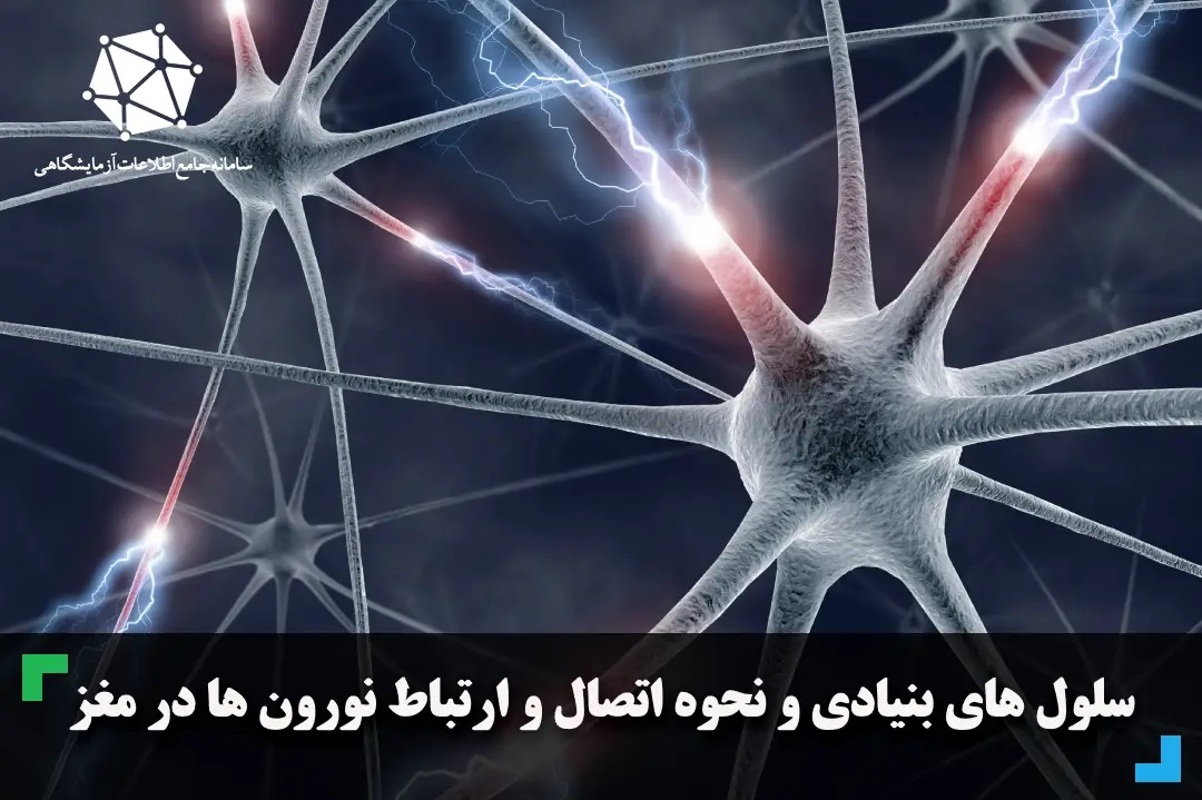 سلول های بنیادی و نحوه اتصال و ارتباط نورون ها در مغز